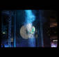 Show Kinetic
