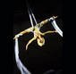 Aerial Silk