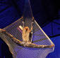 Aerial Net